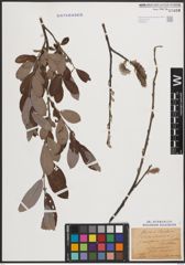 Foto von Salix cinerea L.